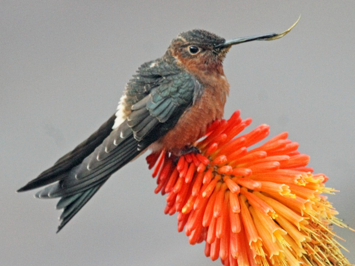 Dónde hay colibrís