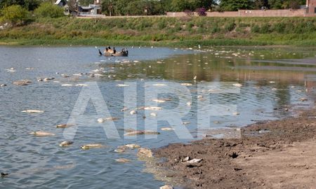 floracion de algas, la posible causa de la mortandad de peces en la laguna bedetti floracion de algas, la posible causa de la mortandad de peces en la laguna bedetti