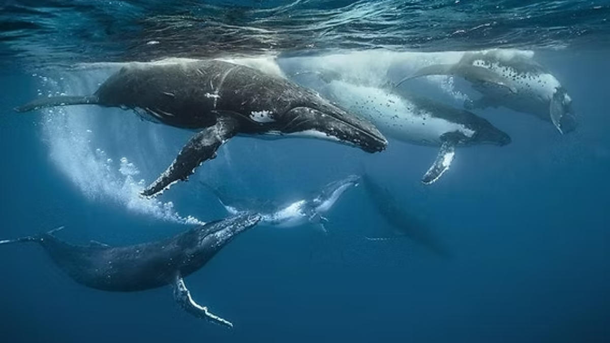 Ballenas jorobadas emergen en las costas tropicales donde se registran sus áreas de reproducción.