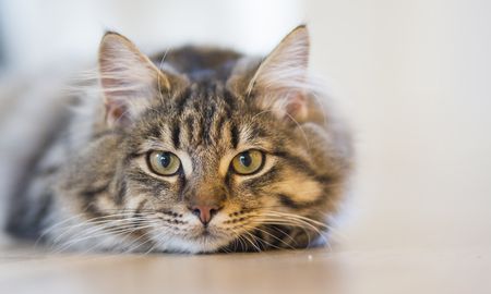 los gatos pueden estar tan unidos a sus duenos como los perros los gatos pueden estar tan unidos a sus duenos como los perros