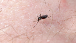 altText(Dengue: el Gobierno descartó incluir la vacuna en el calendario durante este año)}
