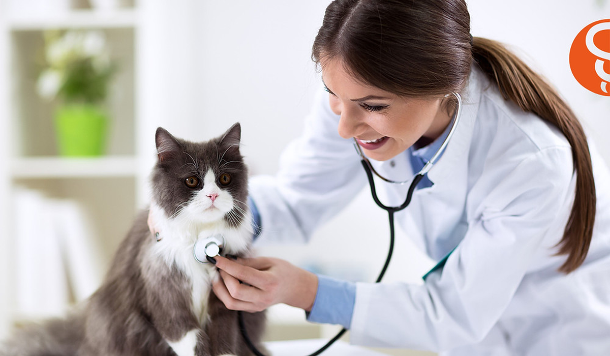 Día nacional del médico veterinario: ¿por qué se festeja el 6 de agosto?