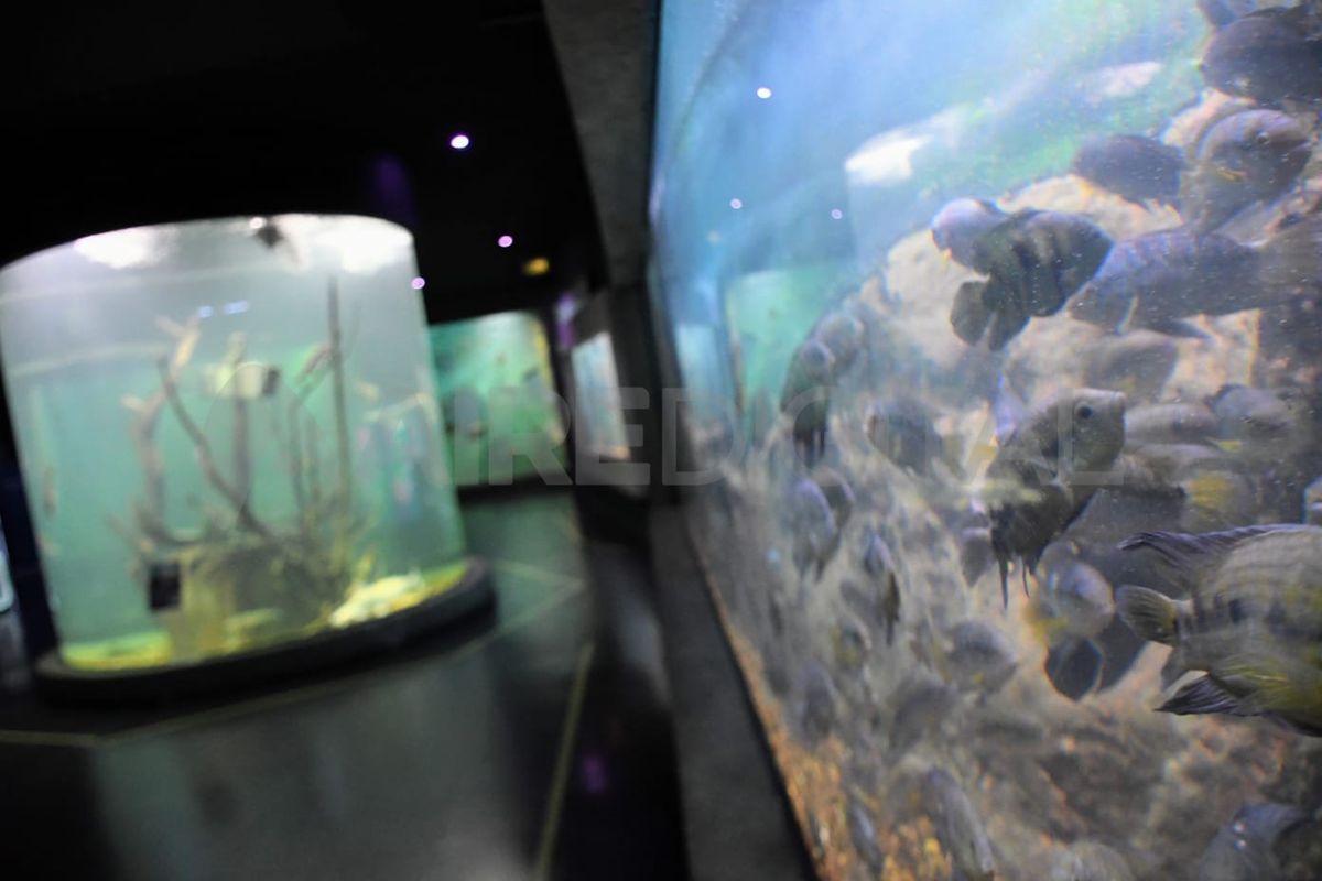 La acuicultura ofrece un modelo rentable, sustentable y eficiente de producción de alimentos.