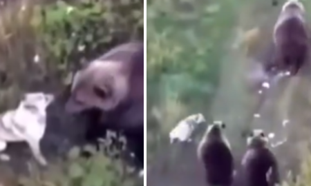 Buscaban a su perro y se hizo viral al encontrarlo con unos nuevos amigos. Buscaban a su perro y se hizo viral al encontrarlo con unos nuevos amigos.