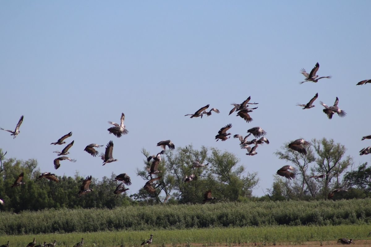 El Parque Nacional Islas de Santa Fe se suma al gran evento mundial de observación de aves.