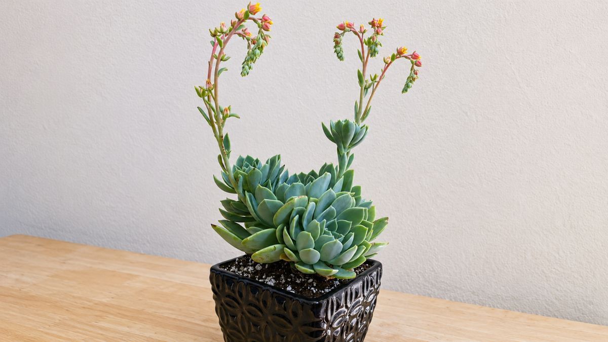 En primavera y verano produce largos tallos con peque&ntilde;as flores que sobresalen por encima de la roseta.