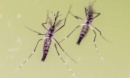 cientificos descubrieron una combinacion exitosa contra el dengue y chikunguna cientificos descubrieron una combinacion exitosa contra el dengue y chikunguna