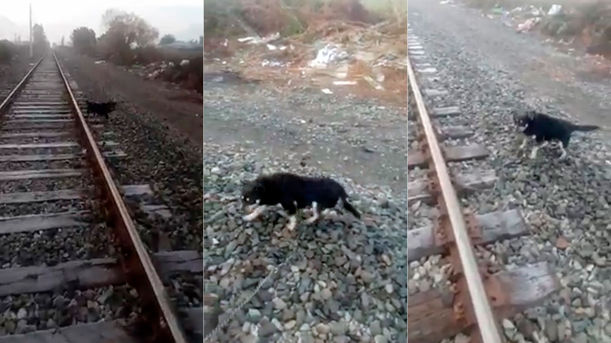 Chaco: dejaron atado a un perro en las vías del tren y un maquinista paró su formación para salvarlo