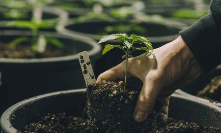 como trasplantar una planta de un lugar a otro sin danarla como trasplantar una planta de un lugar a otro sin danarla