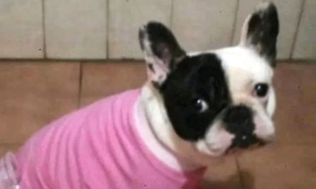 Llevó a su perra a la veterinaria para que la bañen y se la devolvieron muerta la Justicia ordenó que le paguen $17 millones. Llevó a su perra a la veterinaria para que la bañen y se la devolvieron muerta la Justicia ordenó que le paguen $17 millones.