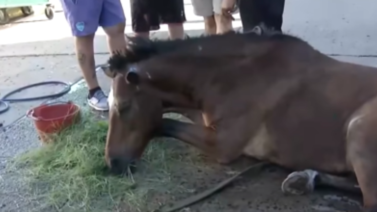 Maltrato animal en Rosario: un caballo se desplomó en plena calle