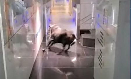 Video: un toro generó pánico en las calles de Israel al entrar a un banco corriendo Video: un toro generó pánico en las calles de Israel al entrar a un banco corriendo