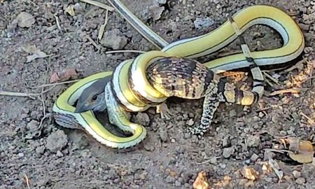 video: una cria de lagarto lucha a muerte contra una serpiente venenosa video: una cria de lagarto lucha a muerte contra una serpiente venenosa