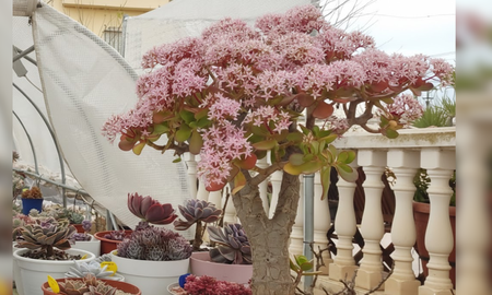 Cómo hacer para que el árbol de jade florezca. Cómo hacer para que el árbol de jade florezca.