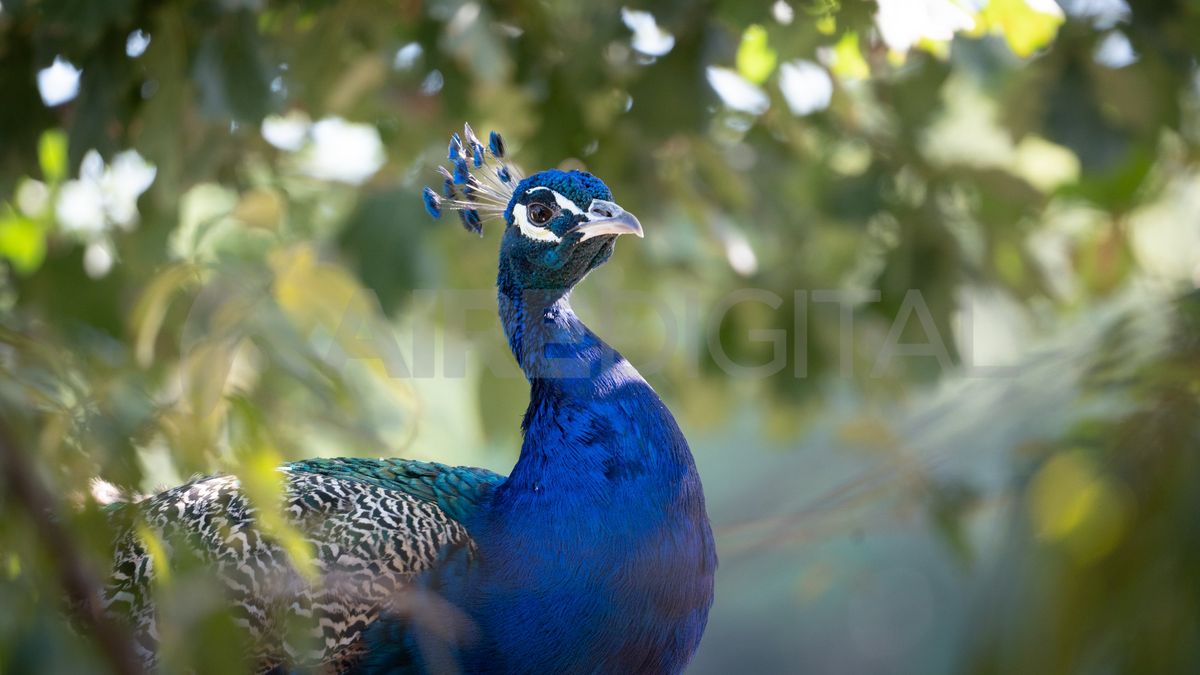 Los pavos reales y faisanes pasean por el predio que tiene más de una hectárea.