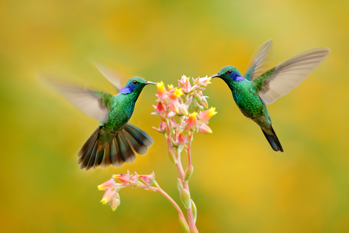 Estos son los significados de encontrar un colibrí en tu jardín 