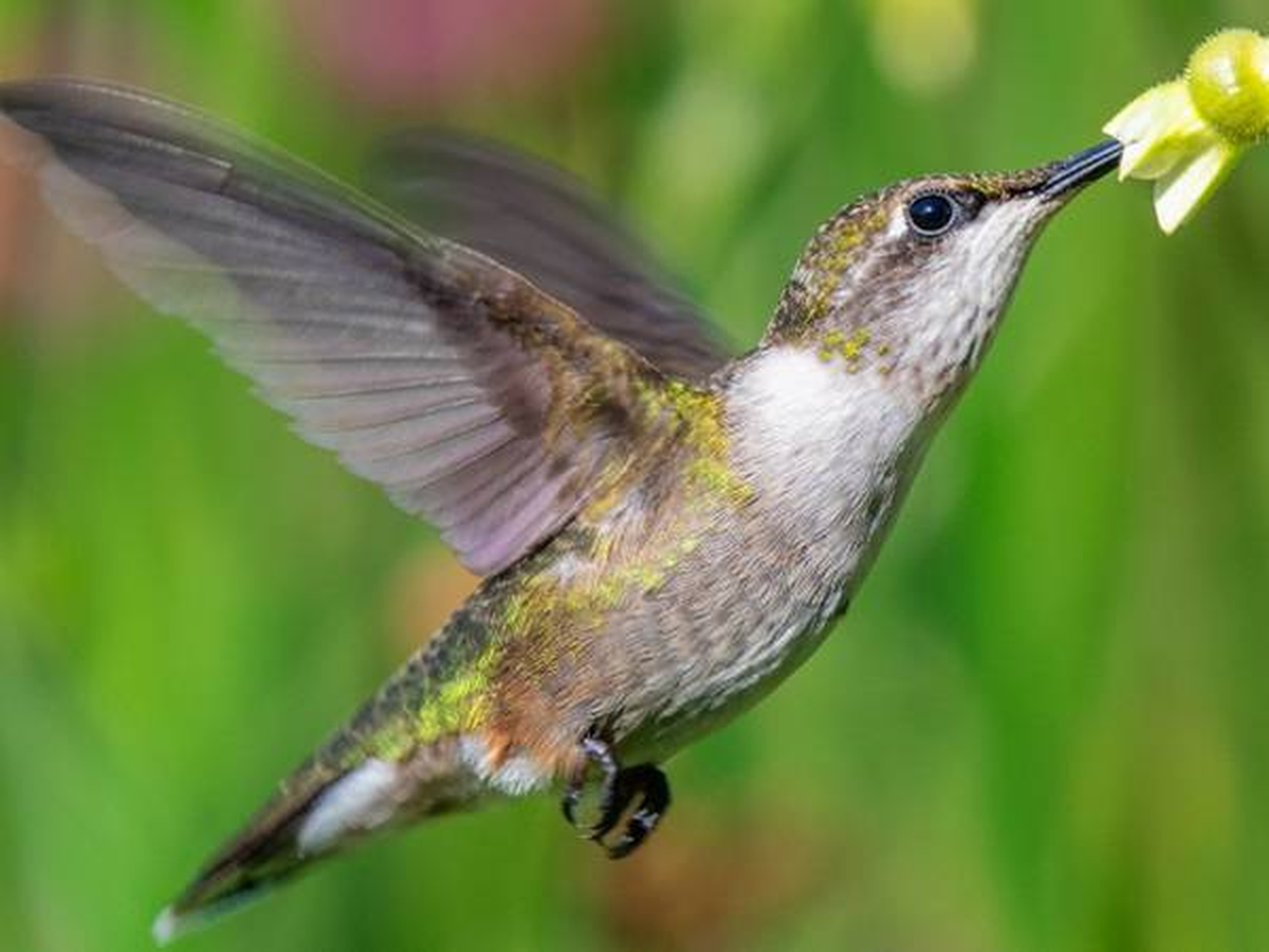 Leyenda guaraní del colibrí: el guía de los Santos Difuntos.