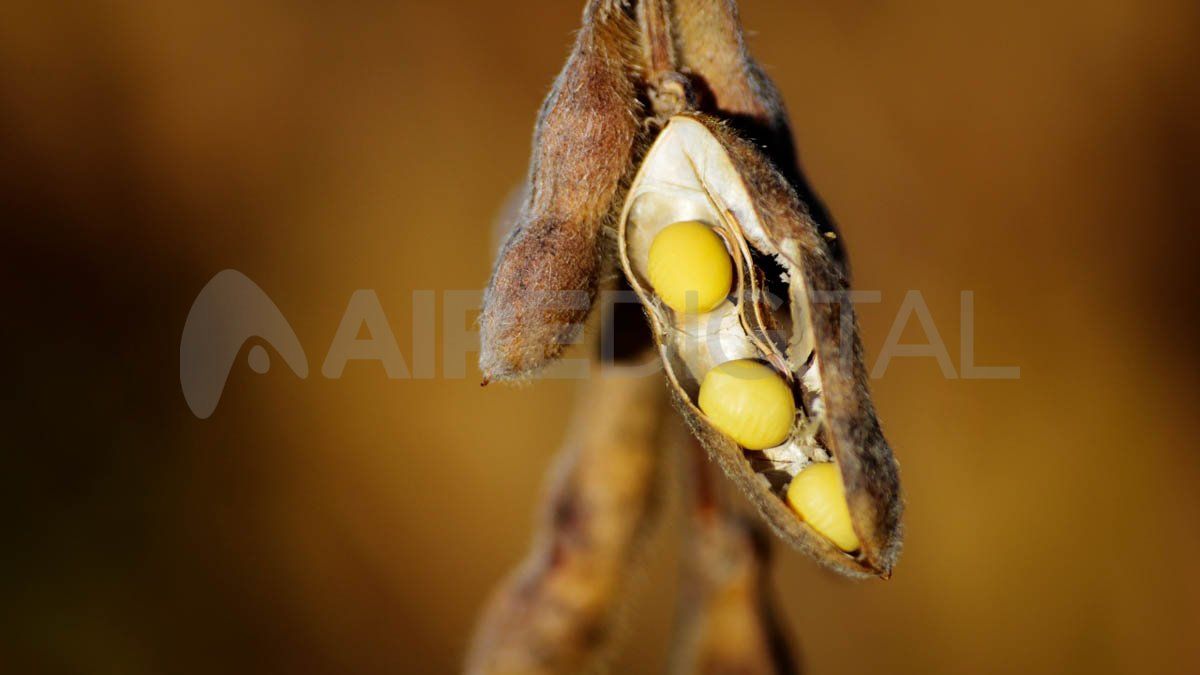 El debut del dólar soja: ganadores y perdedores de una medida que llega tarde.