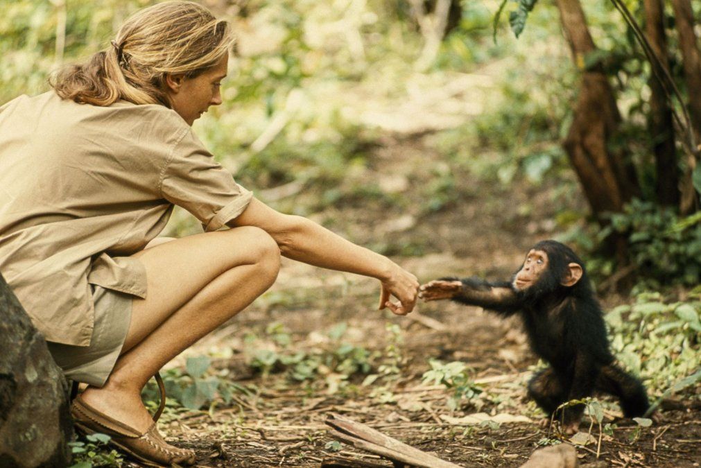 Los tres desafíos de Jane Goodall con respecto al cambio climático