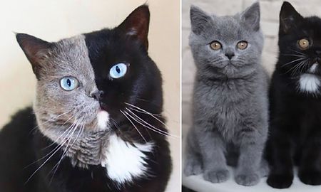 El gato Narnia fue padre de dos sorpresas. El gato Narnia fue padre de dos sorpresas.