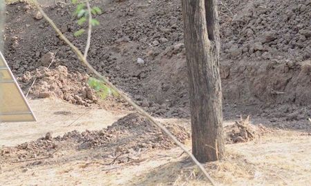 reto viral de cuarentena: donde esta el leopardo reto viral de cuarentena: donde esta el leopardo