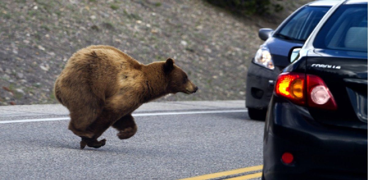 VIDEO: Un oso abrió la puerta de un auto y lo demás fue ¡desopilante!
