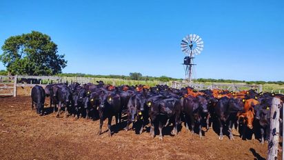 Recomendaciones del INTA para el control de parásitos en rodeos