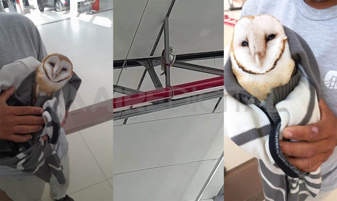 La lechuza estaba en el techo del Ribera Shopping.&nbsp;