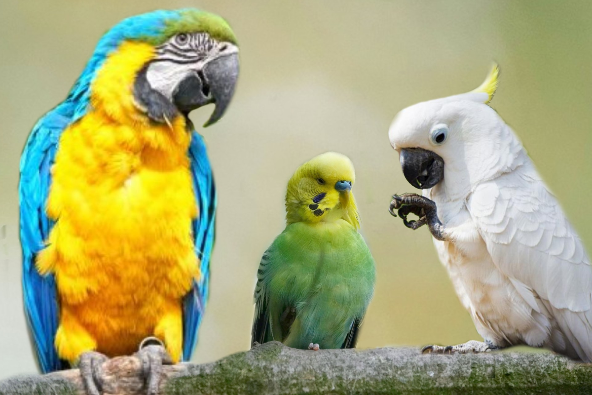 Soñar con pájaros esconde diferentes significados. Soñar con pájaros esconde diferentes significados.