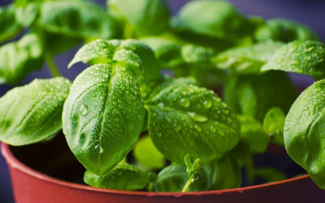 Beneficios de la albahaca