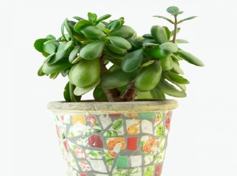 3 plantas que hacen vibrar tu hogar de forma positiva