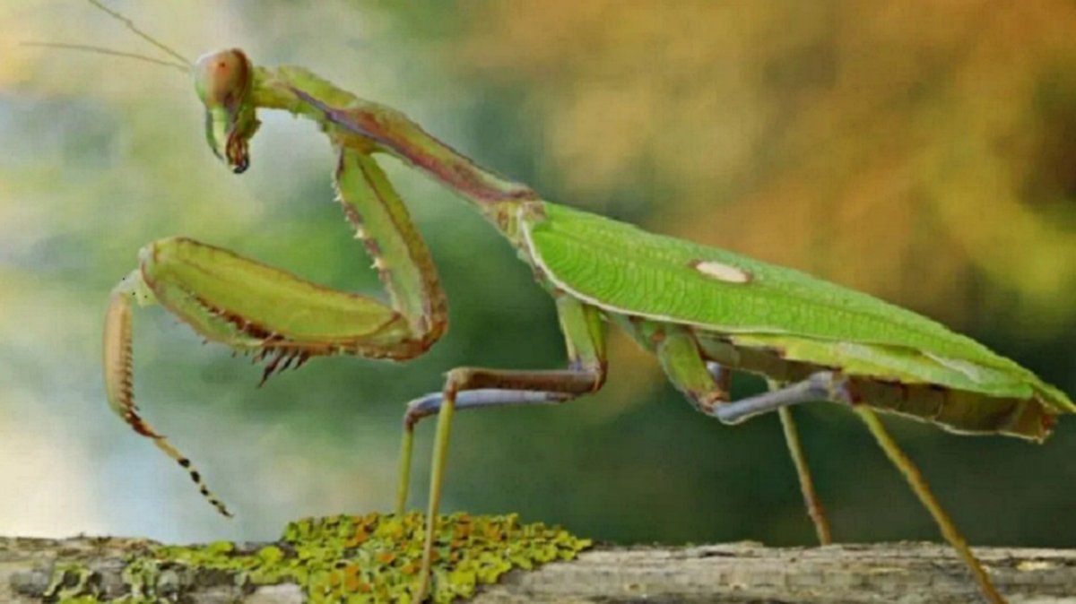Video brutal: una mantis religiosa le come la cabeza al avispón asesino