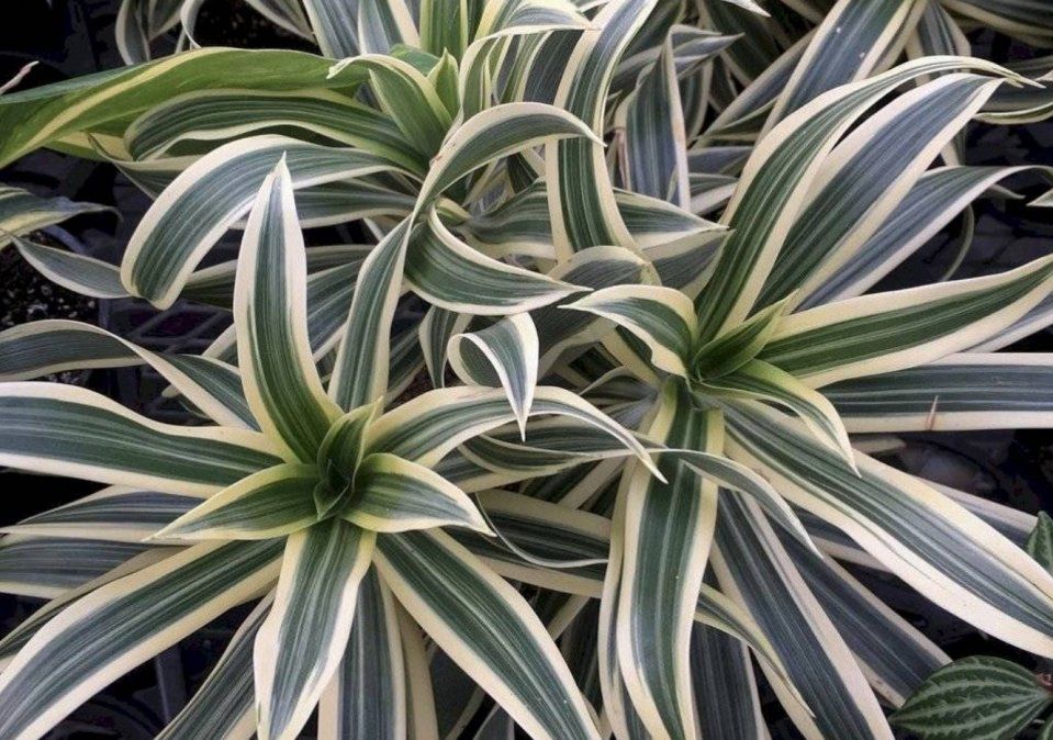 Lengua de suegra Lengua de suegra