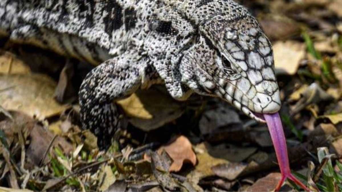 Una iguana fue rescatada en pleno centro de Santa Fe.