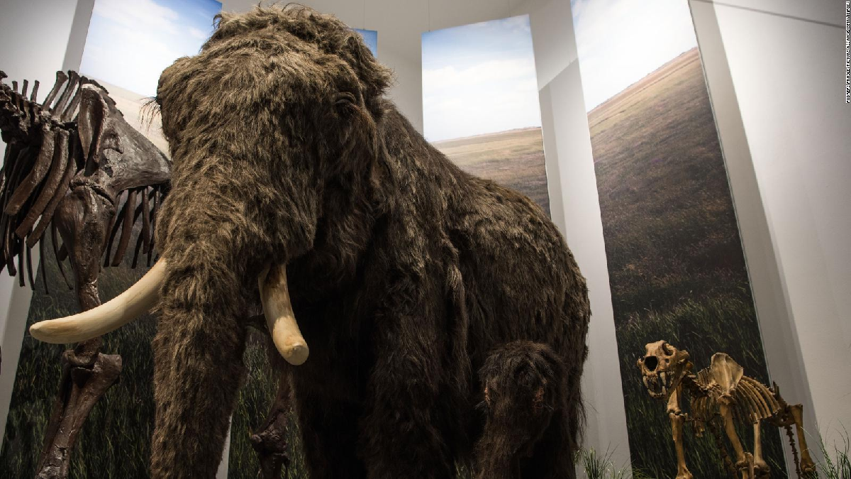 Una empresa creada en Estados Unidos, utilizará la ingeniería genética para modificar el ADN del elefante y desarrollar un animal híbrido que se parezca al mamut lanudo.