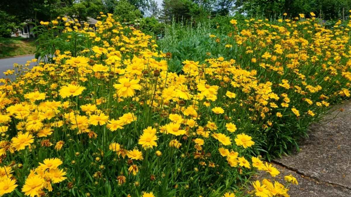 La coreopsis produce flores amarillas vibrantes incluso en suelos pobres y zonas ventosas.