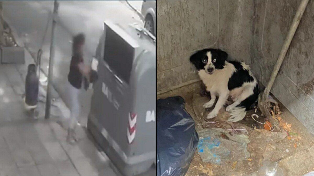 Maltrato animal: alzó a una perra que estaba en la calle y la arrojó a un tacho de basura