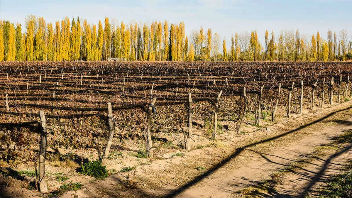 Rodeada de montañas, a los alrededores de San Rafael se encuentran grandes viñedos para disfrutar de una tarde completa. Rodeada de montañas, a los alrededores de San Rafael se encuentran grandes viñedos para disfrutar de una tarde completa.