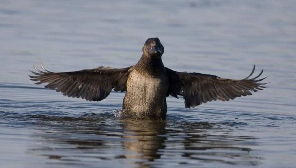 El pato que fue investigado porque aprendió a insultar a los humanos