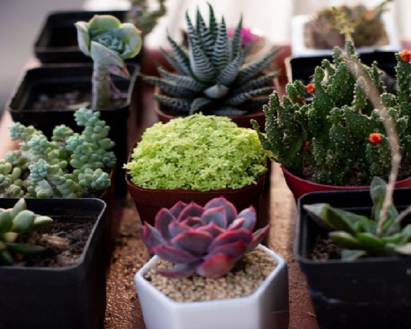 Existe una gran variedad de suculentas