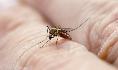 Aire de Santa Fe | Dengue-Envato (2).png