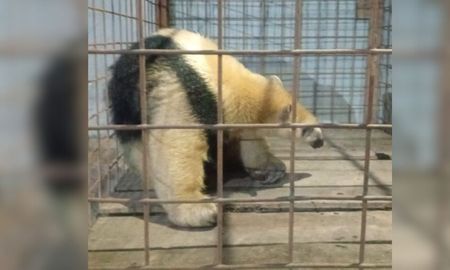El oso melero fue trasladado a “La Esmeralda” para su recuperación y resguardo veterinario. El oso melero fue trasladado a “La Esmeralda” para su recuperación y resguardo veterinario.