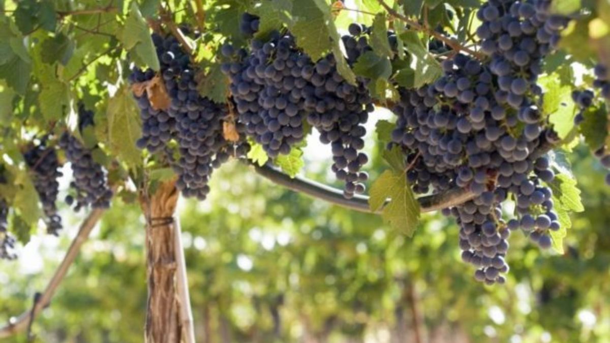 Luego de 9 décadas, la localidad de Colón, Entre Ríos, recupero la actividad vitivinícola y ofrece vinos de calidad. Luego de 9 décadas, la localidad de Colón, Entre Ríos, recupero la actividad vitivinícola y ofrece vinos de calidad.