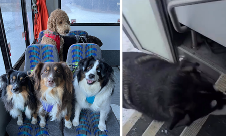 el perribus: el colectivo que lleva a los perros a la escuela el perribus: el colectivo que lleva a los perros a la escuela