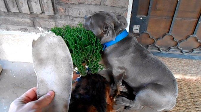 La culpa de un pitbull por romper la zapatilla de su dueño