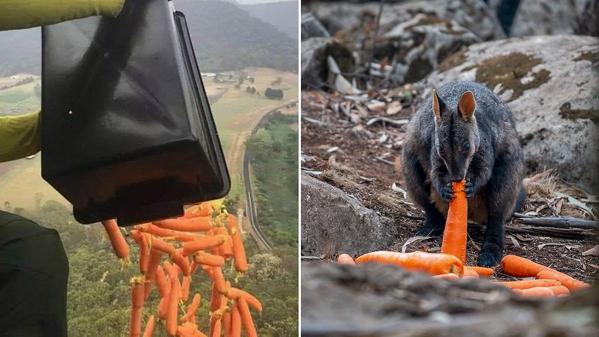 Lanzan desde el aire alimento para animales afectados por los incendios en Australia.