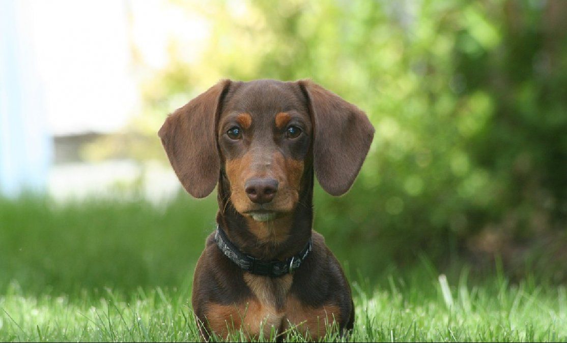 Cuáles son las razas de perros más cariñosas