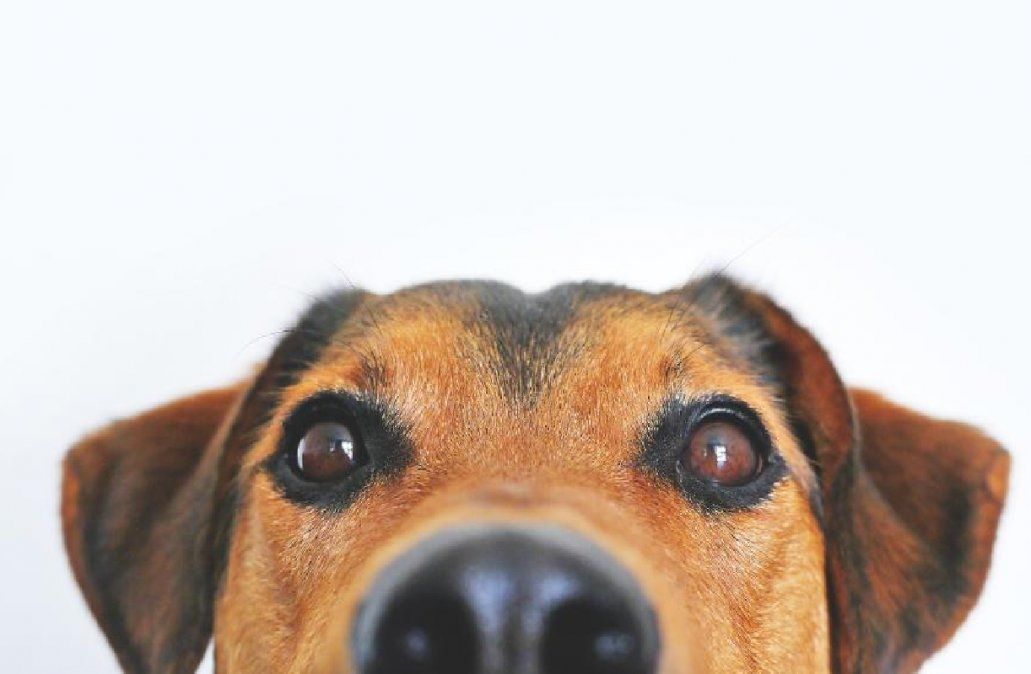 Señales que permiten identificar si tu perro está en calma