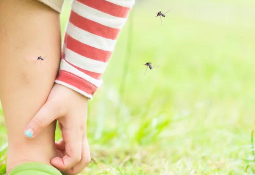 Ante la aparición de mosquitos se recomienda el uso de repelentes