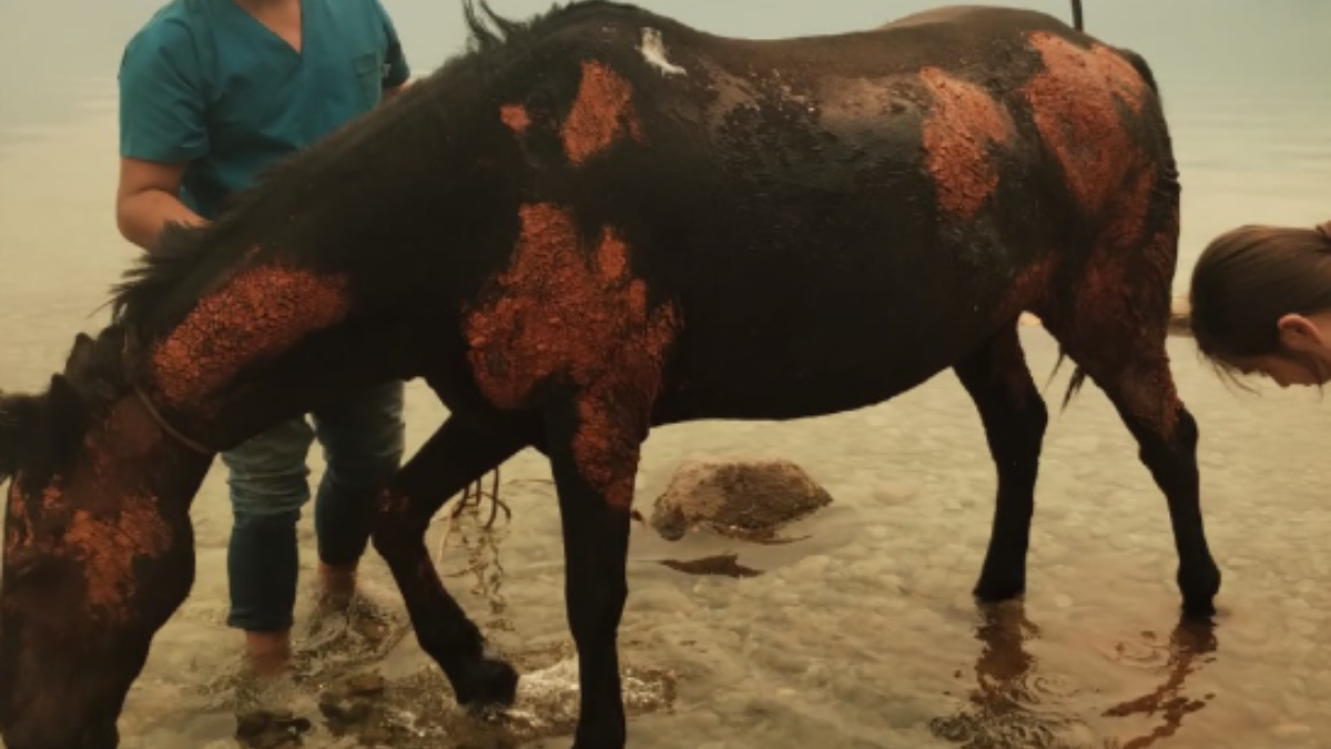 Caballo que se quemó por los incendios en la Patagonia.